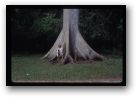 Lyn and the Rubber Tree