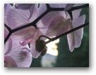 Orchid