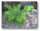 Fern
