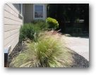 Grass close up